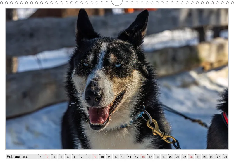 Huskies - Unterwegs mit dem Hundeschlitten.