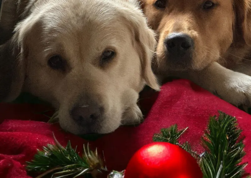 Weihnachtskart