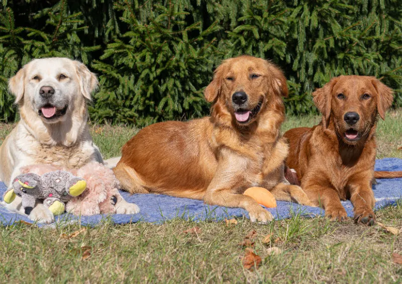 Lana, Fine und Paul 500 Teile