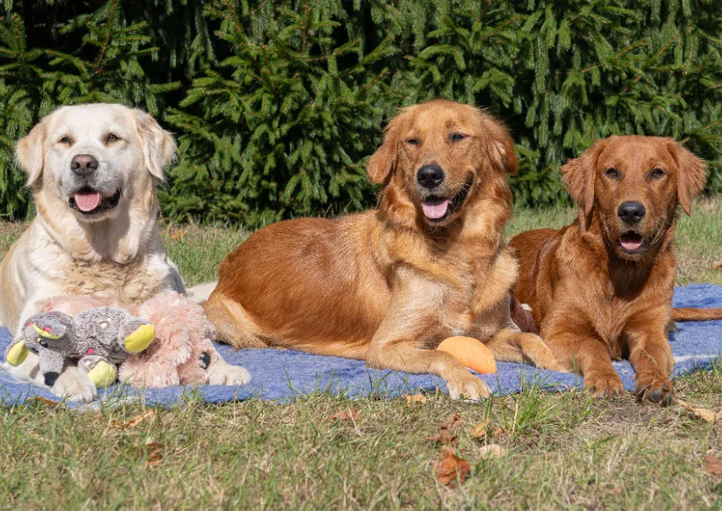 Lana, Fine und Paul 500 Teile