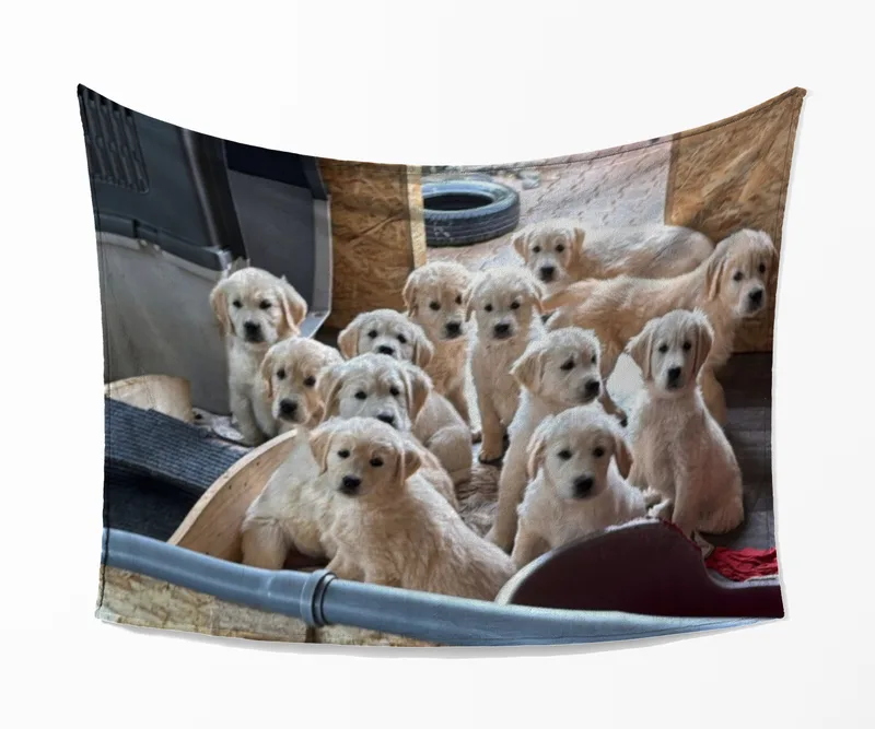 Kuscheldecke A-Wurf zur Lopau
