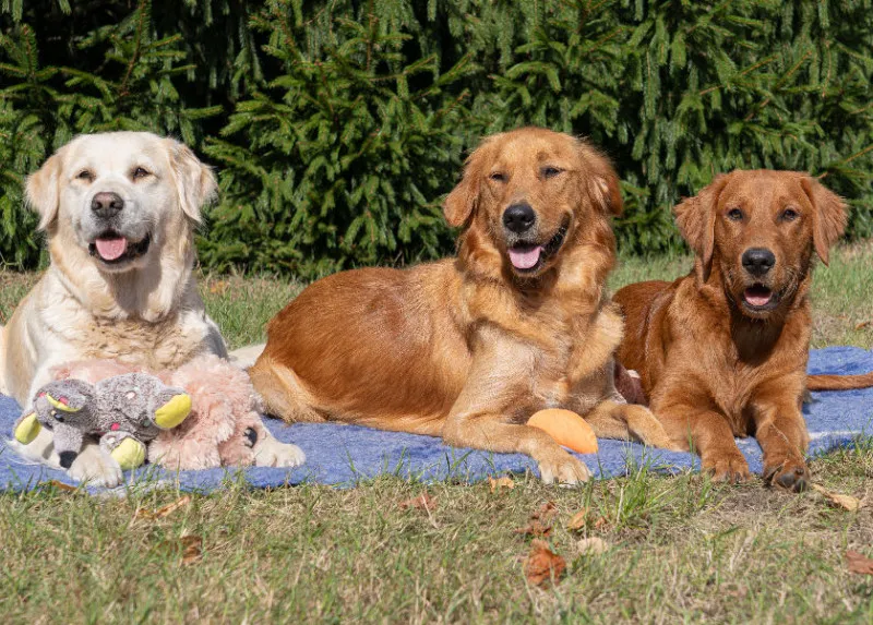 Lana, Fine und Paul 2000 Teile