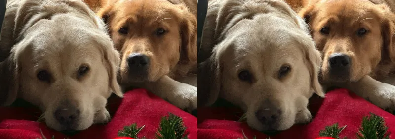 Klappkarte Lana und Fine Weihnachten
