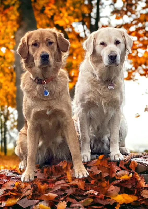 Goldener Herbst 1