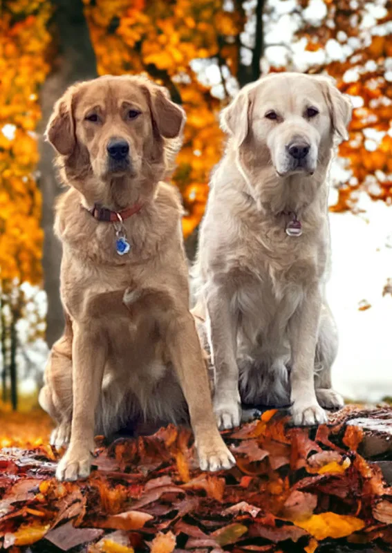 Goldener Herbst 1
