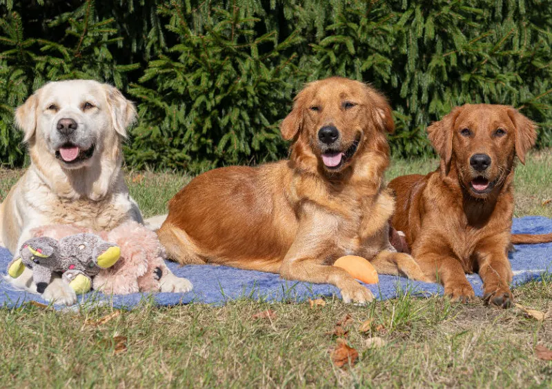 Lana, Fine und Paul 1000 Teile