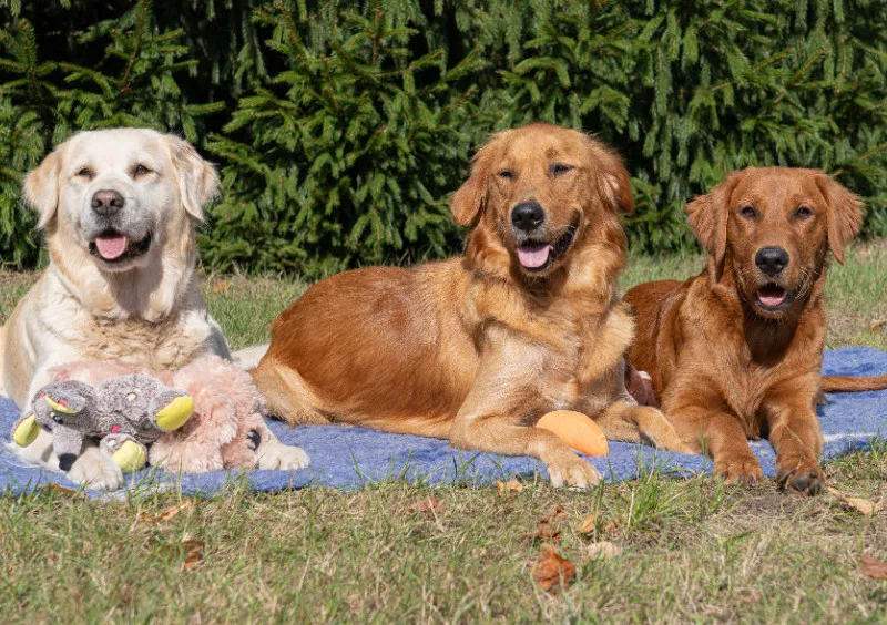 Lana, Fine und Paul 1000 Teile