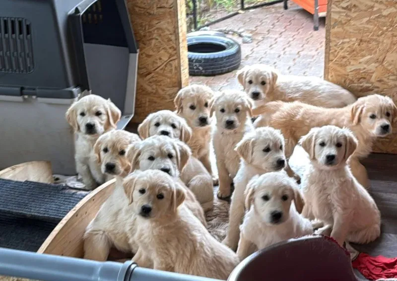 A-Wurf 500 Teile