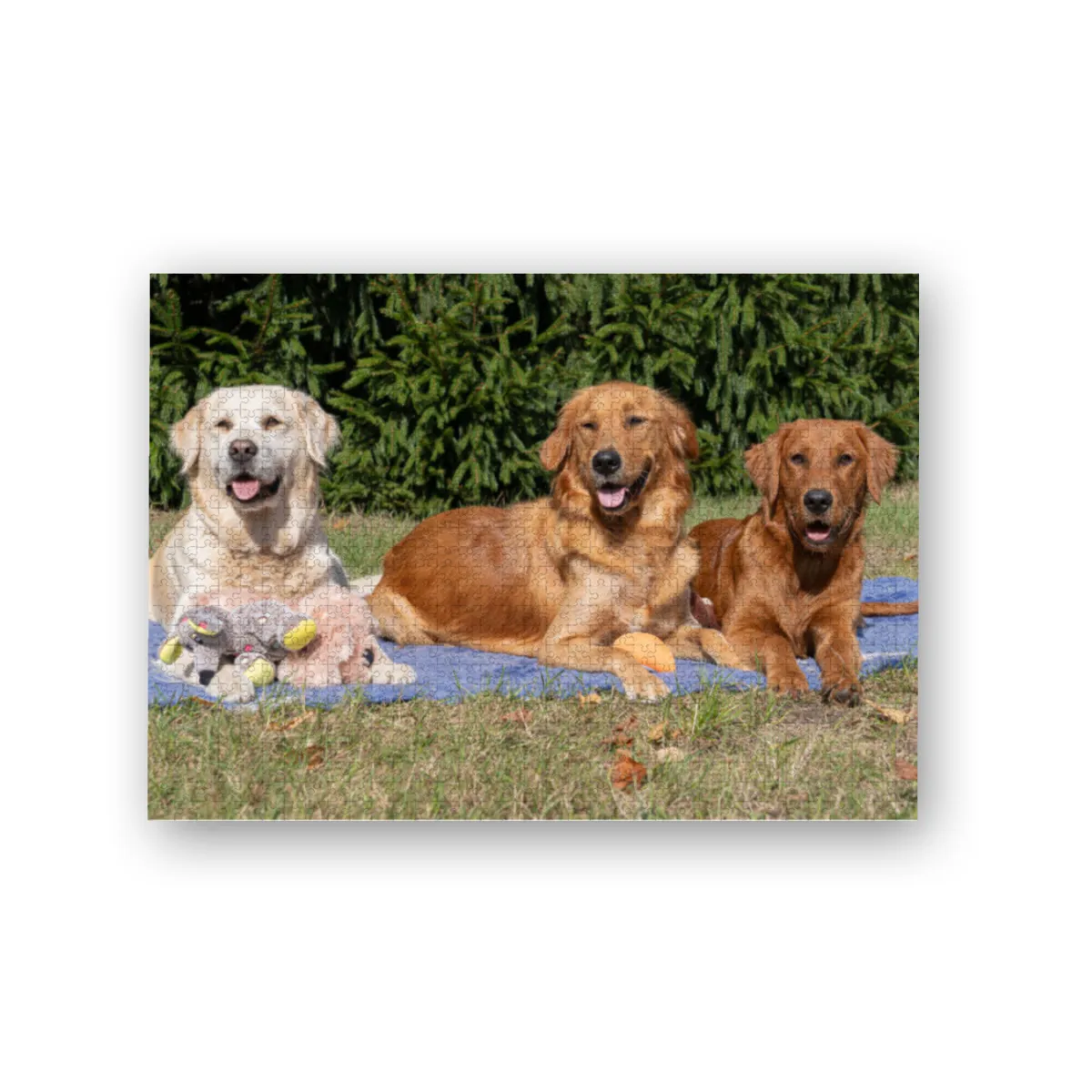 Lana, Fine und Paul 1000 Teile