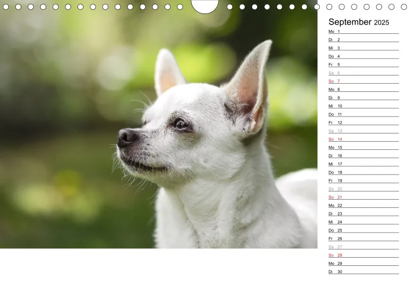 Kalender Hund 2025 mit Notizmöglichkeit