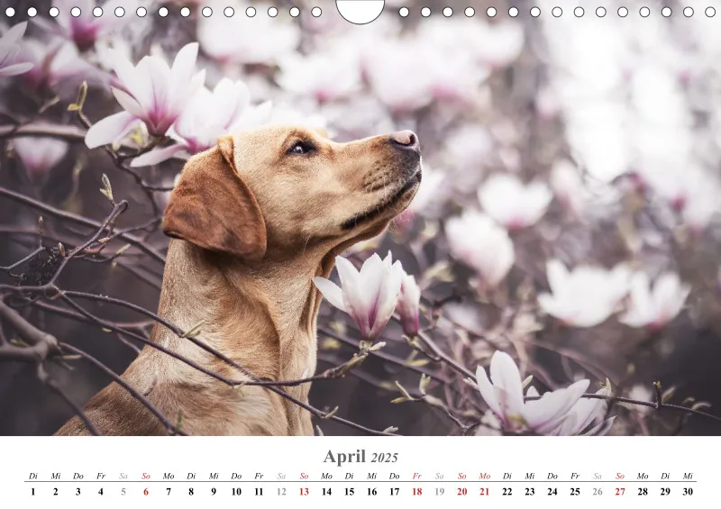 Kalender Hund 2025