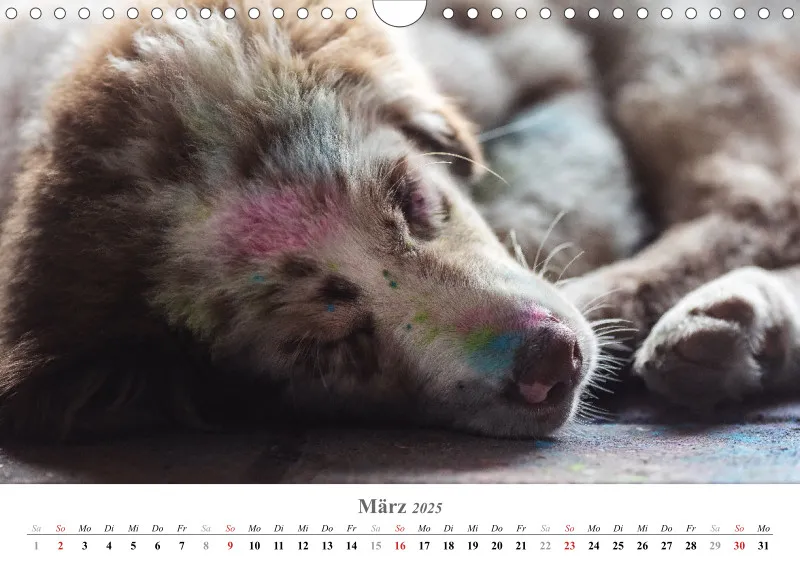 Kalender Hund 2025