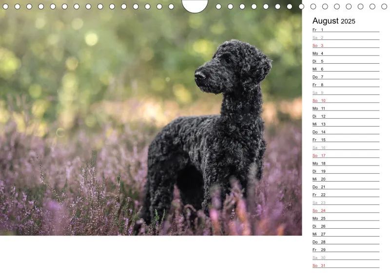 Kalender Hund 2025 mit Notizmöglichkeit