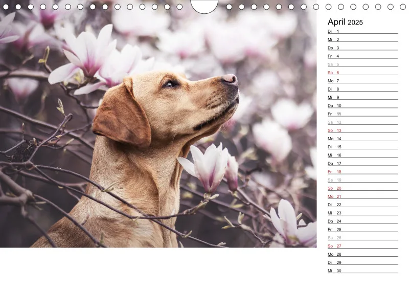 Kalender Hund 2025 mit Notizmöglichkeit