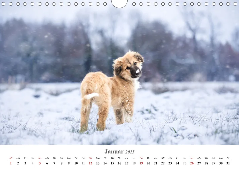 Kalender Hund 2025