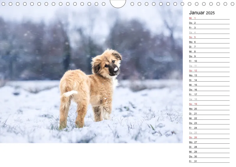 Kalender Hund 2025 mit Notizmöglichkeit