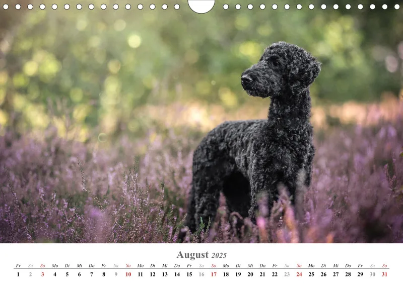 Kalender Hund 2025