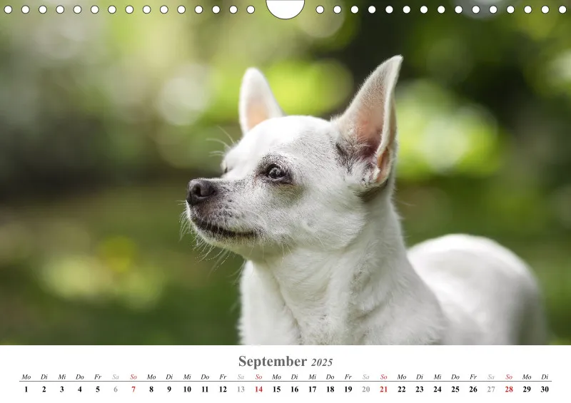 Kalender Hund 2025