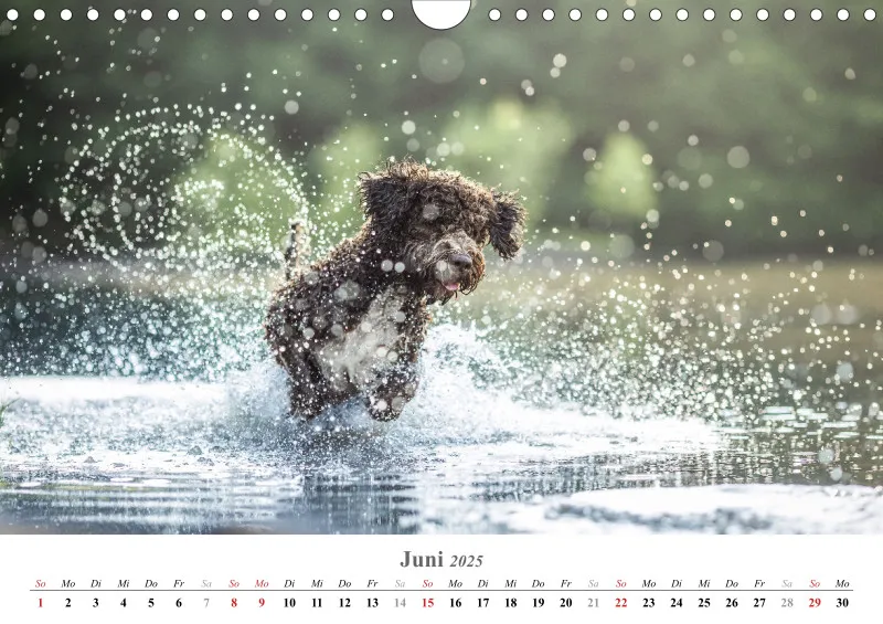 Kalender Hund 2025