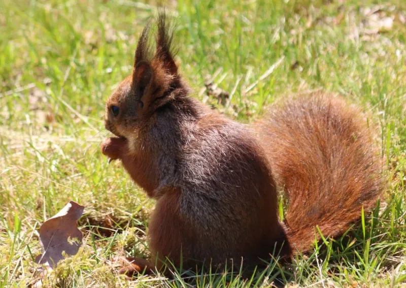 Postkarte Eichhörnchen