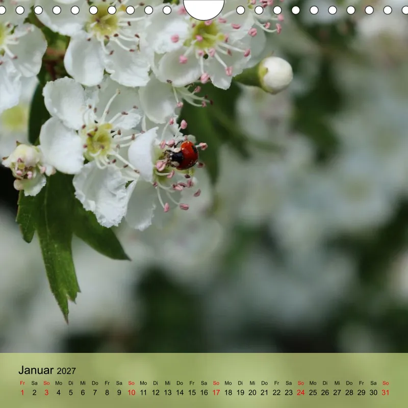 Kalender 20x20 - Naturgschichtn - bunt und voller Leben