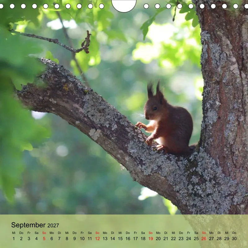 Kalender 20x20 - Naturgschichtn - bunt und voller Leben