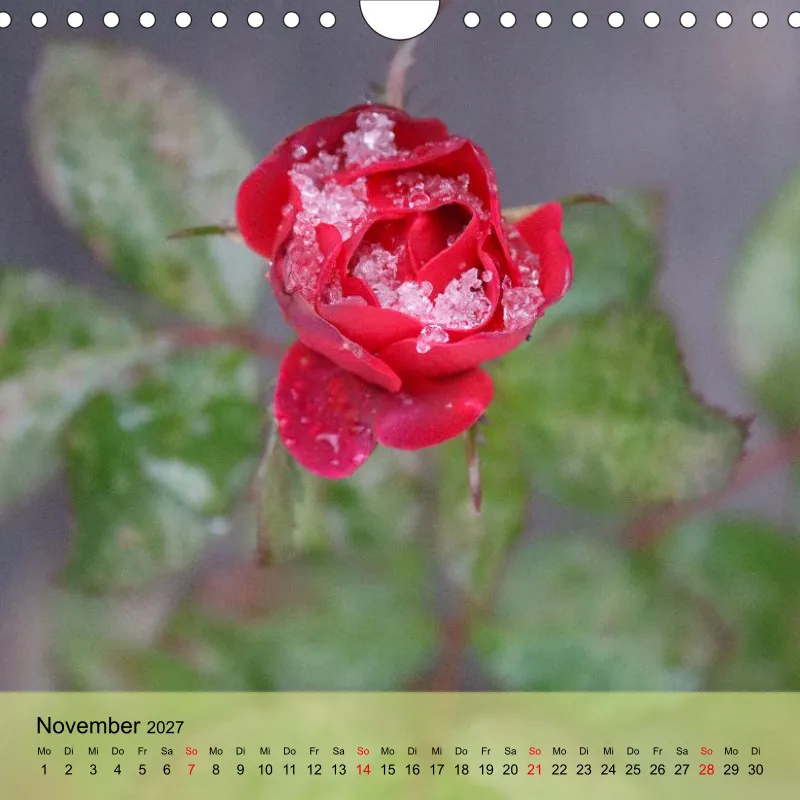 Kalender 20x20 - Naturgschichtn - bunt und voller Leben