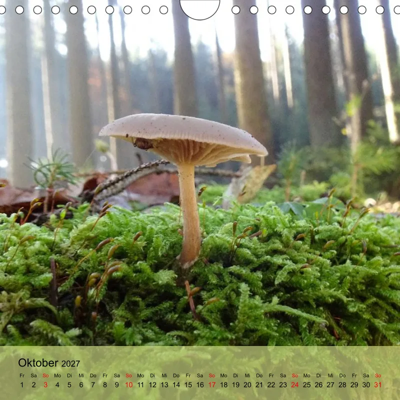 Kalender 20x20 - Naturgschichtn - bunt und voller Leben