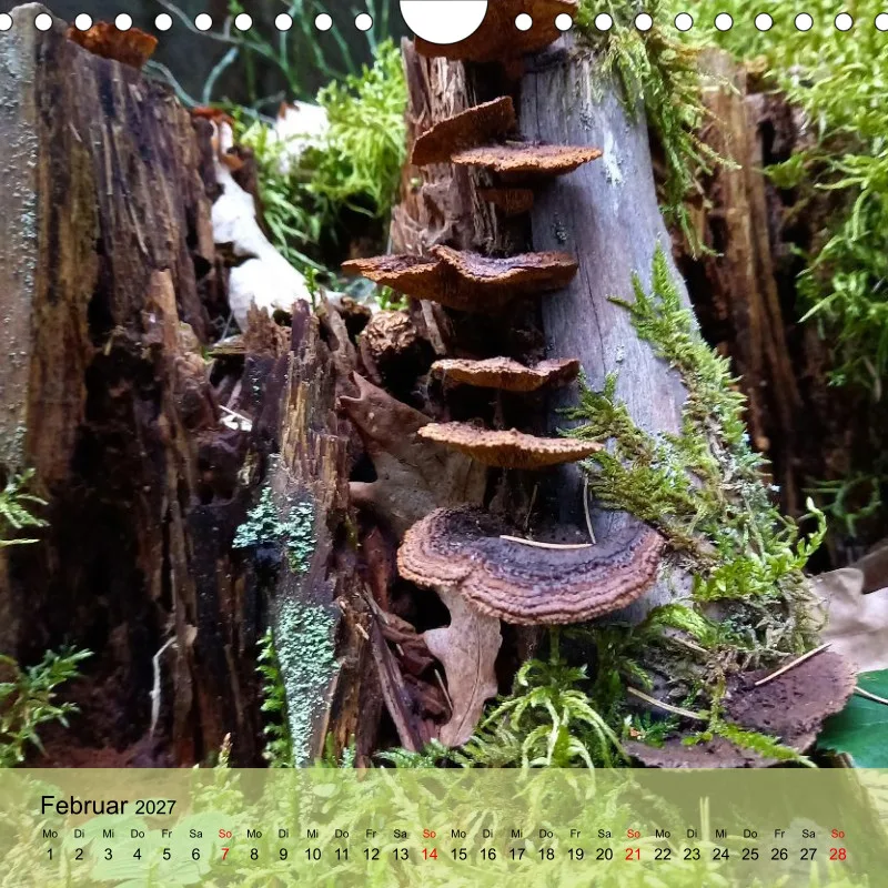 Kalender 20x20 - Naturgschichtn - bunt und voller Leben