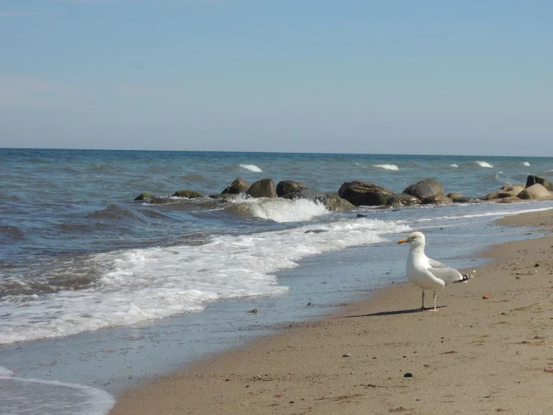 Leinwand 40 x 30 cm - Möwe am Strand