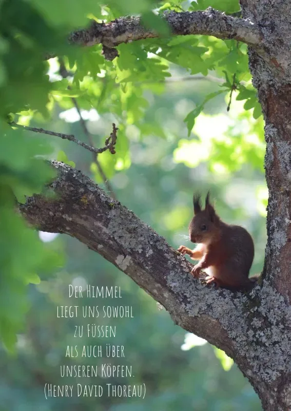 Postkarte Eichhörnchen auf dem Baum