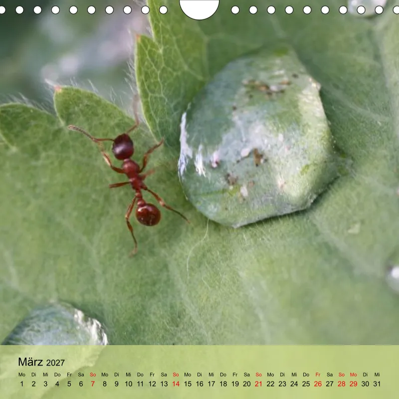 Kalender 20x20 - Naturgschichtn - bunt und voller Leben