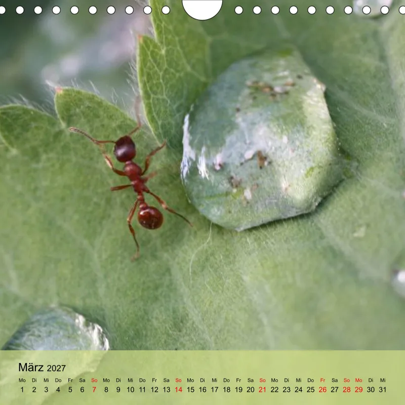 Kalender 20x20 - Naturgschichtn - bunt und voller Leben