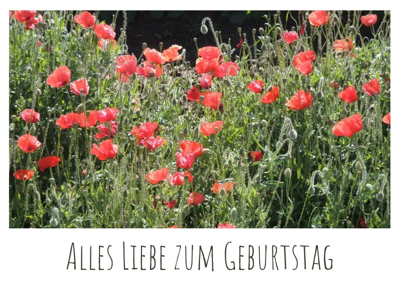 Postkarte Mohnblumen - Geburtstag