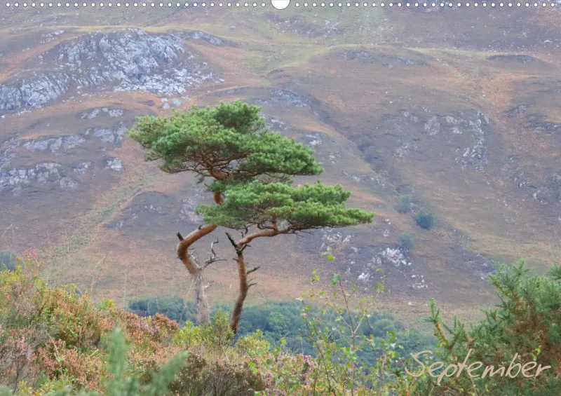 2024 Scotland