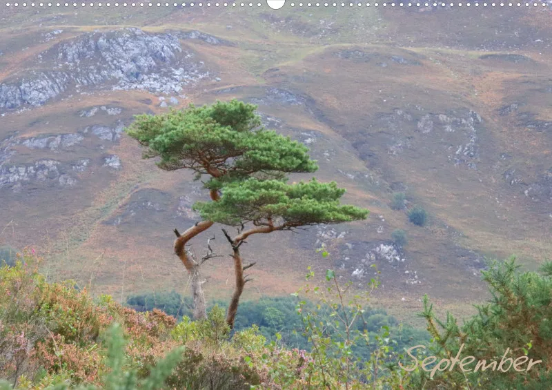 2024 Scotland