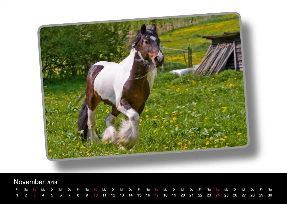 Tinker - Gypsy Horses A3 2019