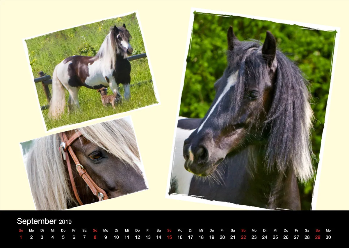 Gypsy Horses 2019