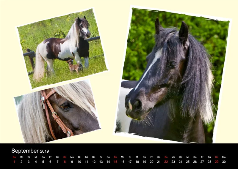 Gypsy Horses 2019