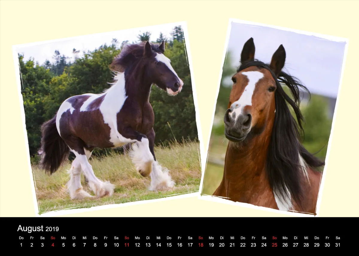 Gypsy Horses 2019