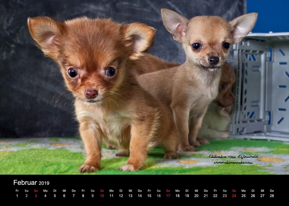 Chihuahua vom Elfenwald 2019 Din A4