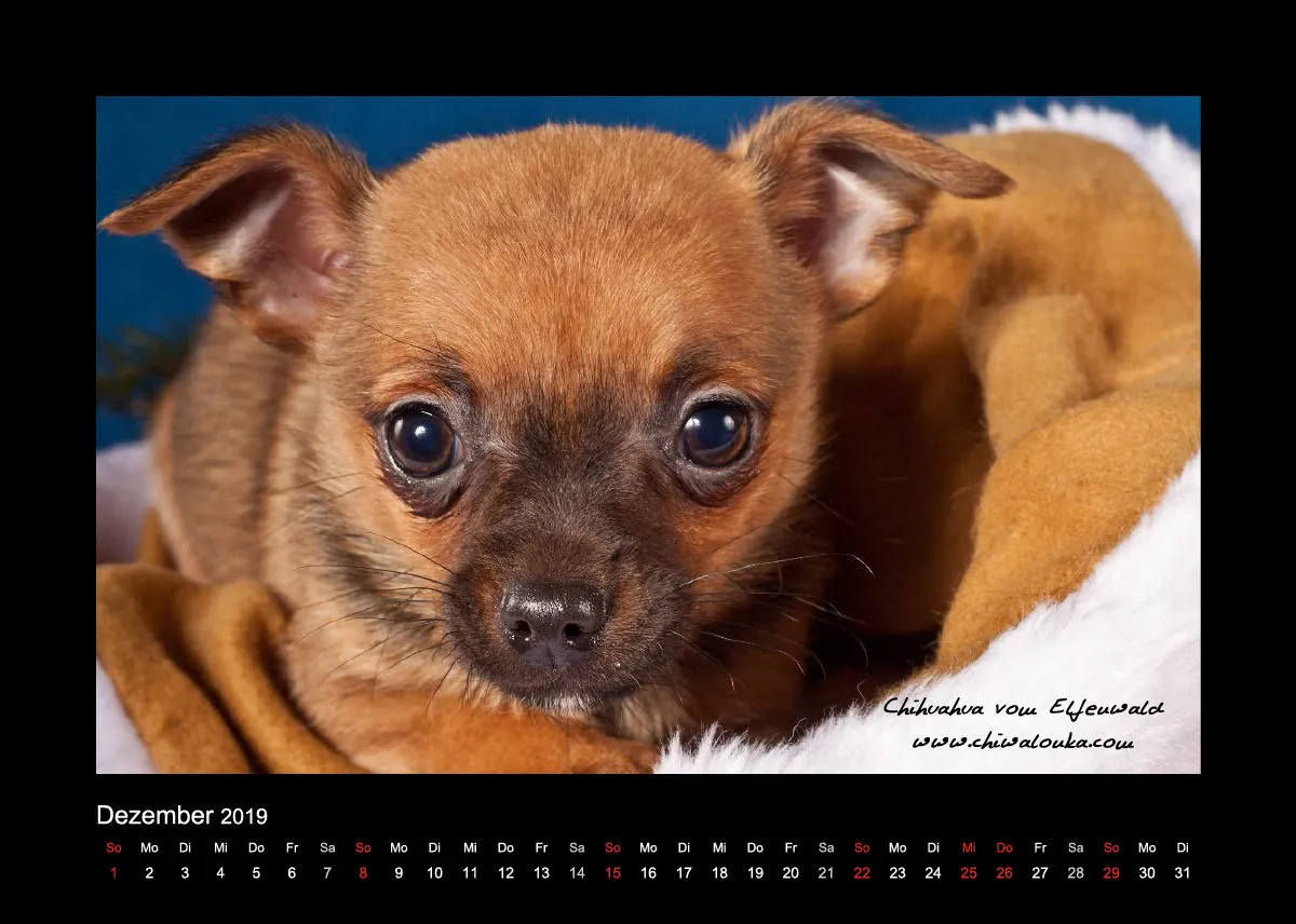 Chihuahua vom Elfenwald 2019 Din A5