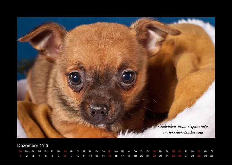 Chihuahua vom Elfenwald 2019 Din A5