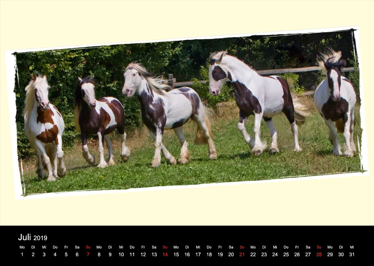 Gypsy Horses 2019