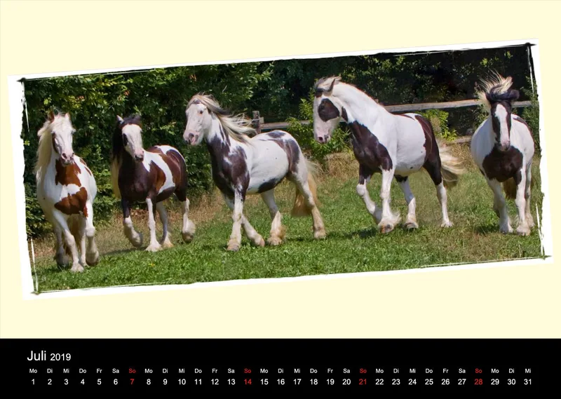 Gypsy Horses 2019