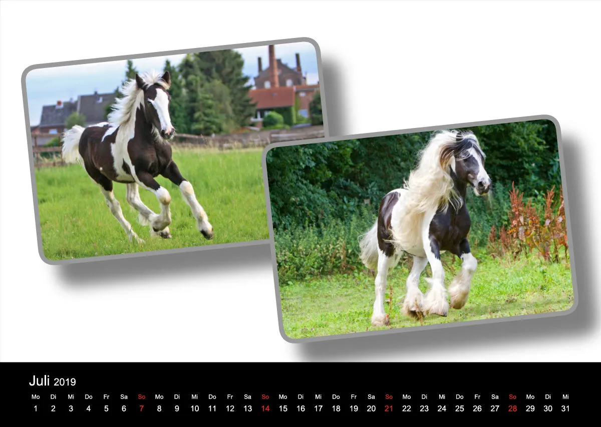 Tinker - Gypsy Horses A3 2019