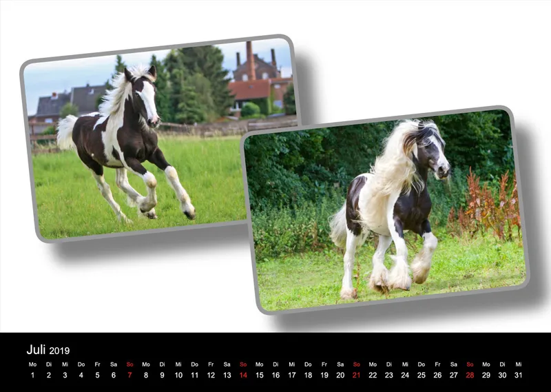 Tinker - Gypsy Horses A3 2019