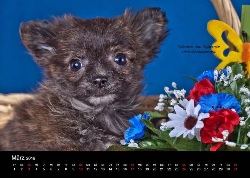 Chihuahua vom Elfenwald 2019 Din A4
