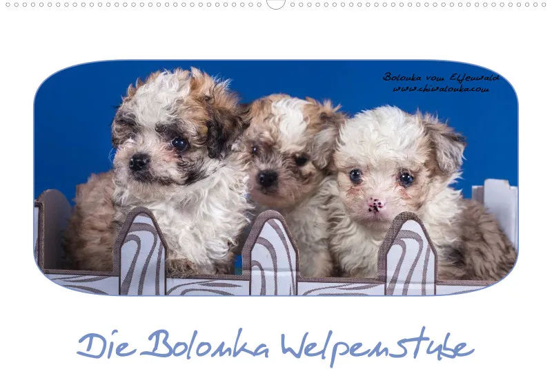 Bolonka Welpenstube vom Elfenwald 2024 A2