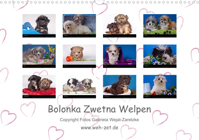 Bolonkakalender 2024 A3